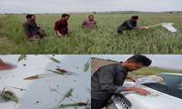 بازدید میدانی از مزارع گندم روستای کلاته‌گز و مشاهده پوره سن گندم