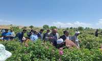 برگزاری روز مزرعه گل محمدی در شهرستان کوهسرخ 