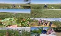 بازدیدهای کارشناسی از مزارع و واحدهای تولیدی در شهرستان جغتای