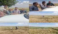 بازدید کارشناسی از مزارع گندم منطقه آزادوار در شهرستان جغتای