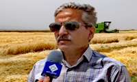 آغاز خرید گندم در سبزوار و افتتاح اولین مرکز خرید در بخش روداب  