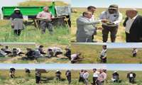 آغاز برداشت زیره سیاه در جغتای؛ پیش‌بینی تولید ۴.۲ تن محصول