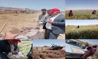 ����آغاز برداشت زیره سبز  و پیش‌بینی تولید ۲۷۰ تن زیره سبز در جغتای