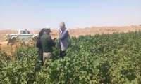 بازدید کارشناسان حفظ نباتات از مزارع پنبه تربت جام با محوریت پایش آفات و کاهش مصرف سموم