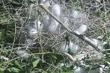 photo27851215558