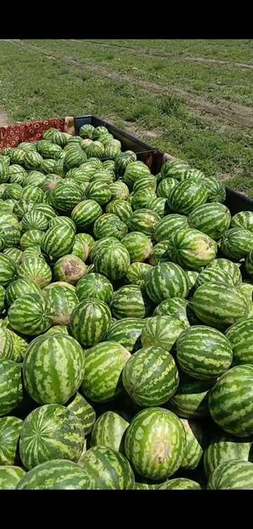 هندوانه 