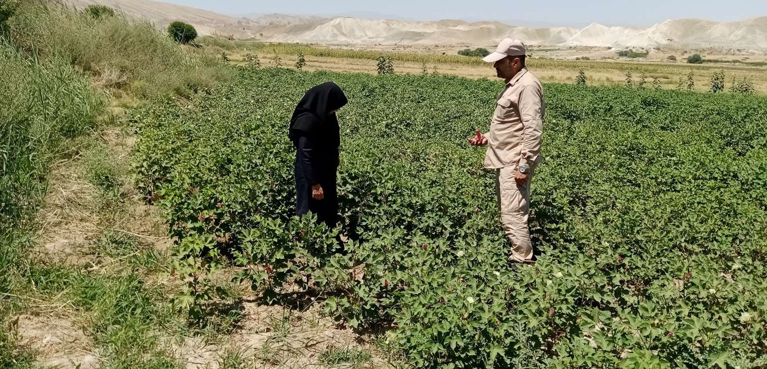 پنبه 