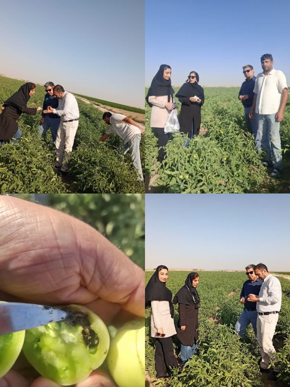 بررسی اثربخشی روش‌های کنترل بیولوژیک در مزارع گوجه‌فرنگی شهرستان چناران / تأکید بر نقش عوامل طبیعی در کاهش هزینه‌ها و ارتقای سلامت محصول.