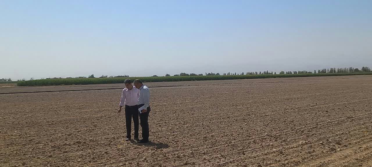 بررسی وضعیت کشت کلزا در مزرعه الگویی کلزای شهرستان گلبهار با حضور کارشناس مسئول دانه های روغنی سازمان و با هدف ارتقای بهره‌وری کشاورزی 