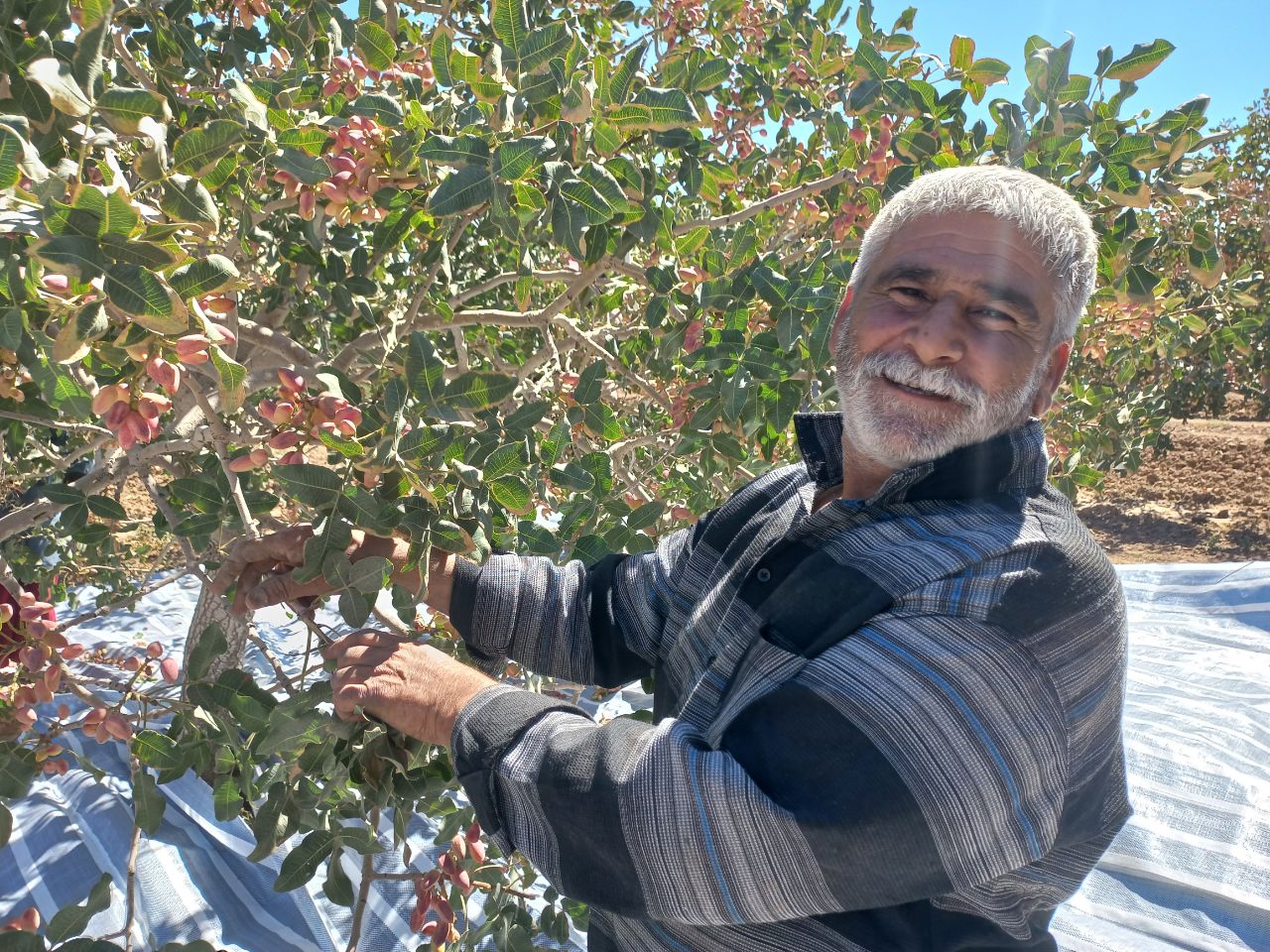 پسته کار جوینی ، کاندیدای نمونه ی محصول سالم‌پسته در استان