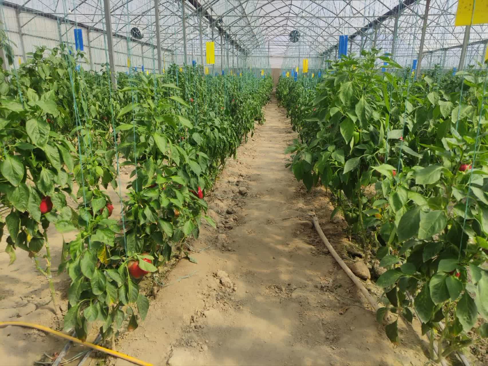  تایید ظرفیت کشت گلخانه‌ای روستای کرنگان شهرستان گلبهار جهت تخصیص سوخت گاز